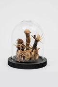 Globe Fungus Marie Subirana